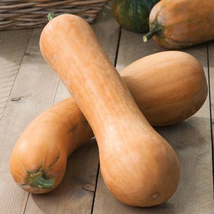 Royal Paradise Garden Rare Hybrid Squash " Tahiti Melon " Exotic 10 Seed