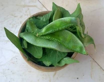 GREENSEA Broad Bean, Dolichos Seed