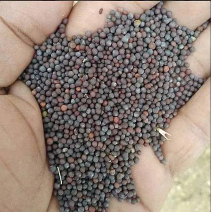 Auth Mustard Seed Pioneer 45s46 Mustard Seeds Seed