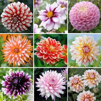 CYBEXIS NDIR-85 - Rare Varieties Dinner Plate Rainbow Dahlia Mixed Color - (60 Seeds) Seed