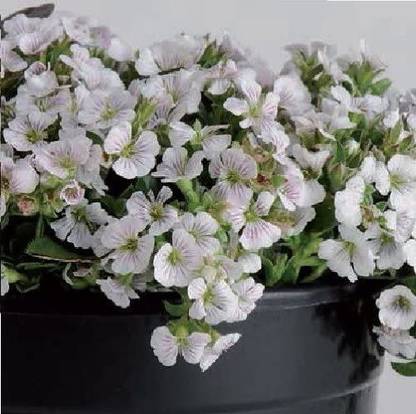 CYBEXIS Flower - Gypsophila cerastioides Pixie Splash Seed