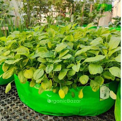 Cloud Farm Chaulai Green Amaranth (Hari bhaji) Seeds Seed
