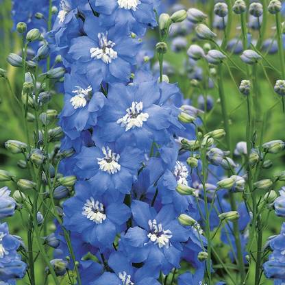 Royal Paradise Garden Hybrid Delphinium " Sky Blue " Exotic 50 Seed