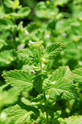 Mozette Organic lemon balm herb Seed