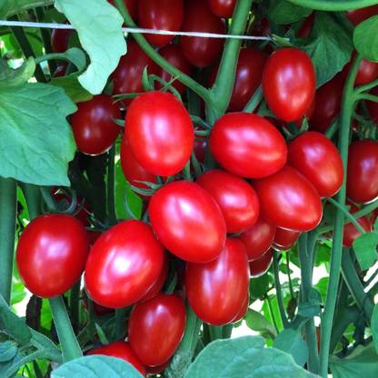 VRAKSHA Tomato Ruby Crush Seed