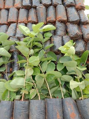 ibains Chandan wood seeds Seed