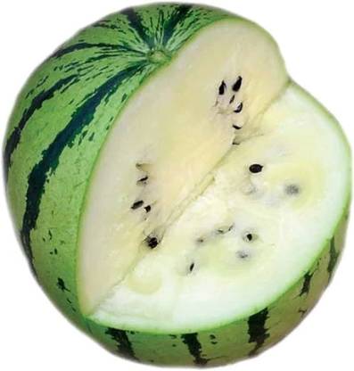 BDSresolve white watermelon seeds/Watermelon seed 69 Seed