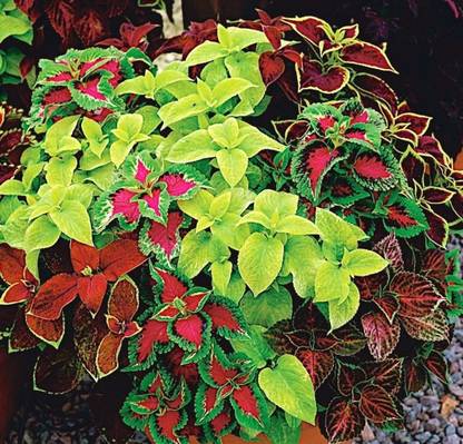 MYAT Coleus Blumei Mix Plectranthus scutellarioides Seed