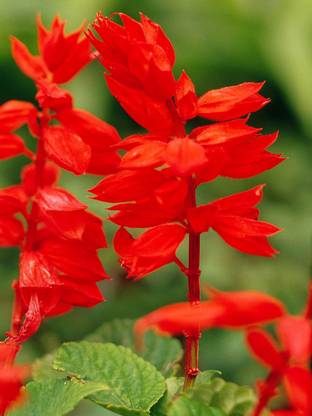 VINSEE Salvia flower plant Seed
