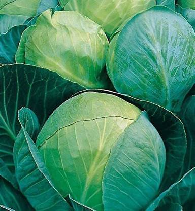 CYBEXIS Seeds of Vegetable Cabbage Minicole F12000 Seeds Seed