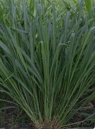 HYBRID MAKHAN GRASS SEEDS HYBRID GRASS SEEDS, MAKHAN GRASS SEEDS, SUPER GRASS SEEDS, MULTI CUTTING GRASS SEEDS Seed