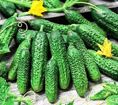 VibeX ® VLR-490 Cucumber Parisian Gherkin Pickling Seed