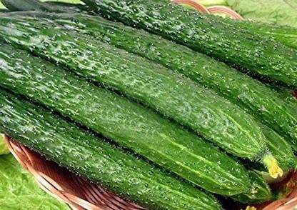 VibeX ® LXI-38 Cucumber Seeds-China Long Hybrid Seed