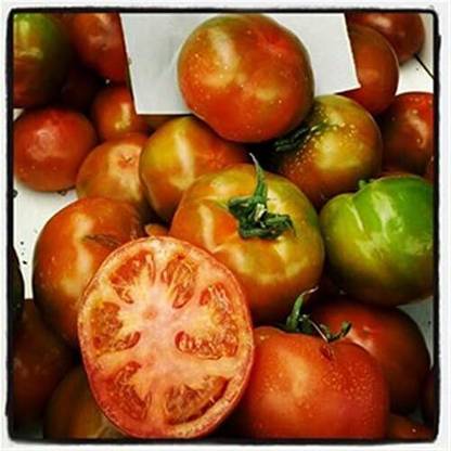 KNESSiN MUCHAMIEL SPAINISH BRIGHT RED ROUND HUGE BEEFSTEAK TOMATO[400 Seeds] Seed