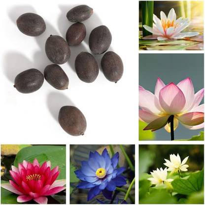 VibeX NBIR-8 - Bowl Lotus - (270 Seeds) Seed