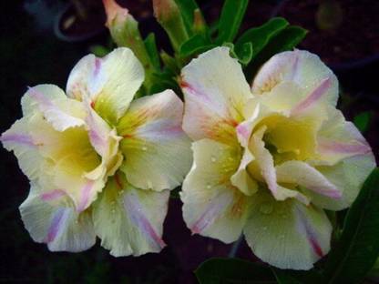 VibeX PAU-Mini Baobab Tree - Desert Rose - Adenium Obesum-100 Seeds Seed