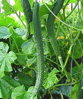 WILLVINE KGF -606 Japanese Suhyo Slicing Cucumber Seeds Seed