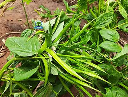 CHILLATAI Cluster Bean / Kothavarangai / Seeniyavarakai Seed