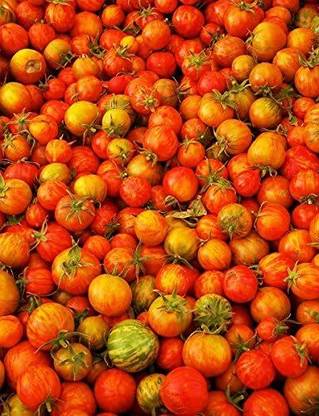 KNESSiN Tigerella Tomato Seeds - Lycopersicon esculentum Seed