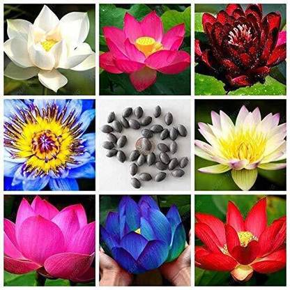 SUAA Lotus Flower high germination Seed