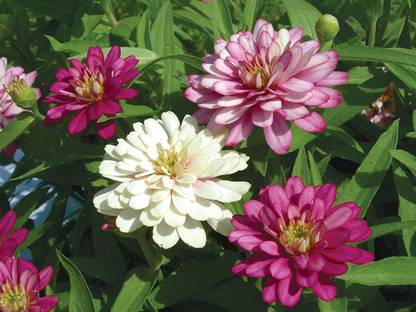 VibeX KGF -20 - Rare Exquisite Zinnia - (90 Seeds) Seed