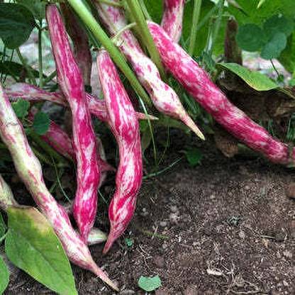 Recron Seeds Canadian Wonder Bush Bean,Rare Heirloom,Red Beans (Non-GMO, Open Pollinated ) Seed