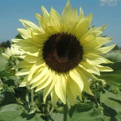 VibeX ® VMR-284 Sunflower Buttercream Flower Seeds Seed