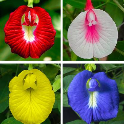 abiswas Butterfly Pea Flower Mix Colour Seed