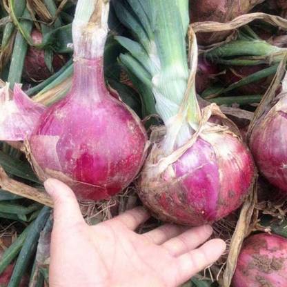 CYBEXIS Giant Nasik Red Onion Shallot Seeds Sterilized Vegetable4000 Seeds Seed