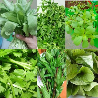 seedbasket Green Leafy Native vegetable seeds kit pack of 6 With 4000 Seeds and Instruction Manual- Germination Guaranteed - Seed