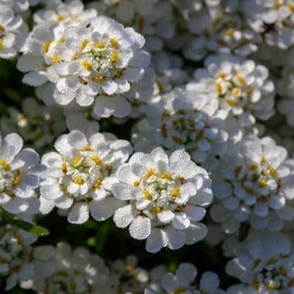 Lorvox white Evergreen Candytuft Flowe Seed