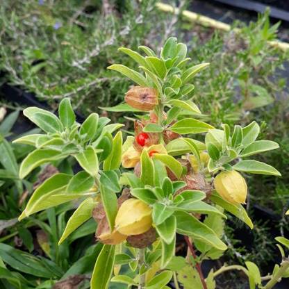 BDSresolve organic ashwagandha seeds Seed
