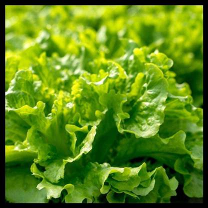 CYBEXIS KGF -37 - Black ed Lettuce - (450 Seeds) Seed
