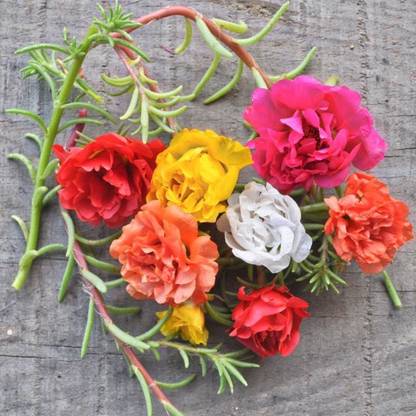 CEZIUS High Germination HAPPY TRAILS MIX PORTULACA Seed