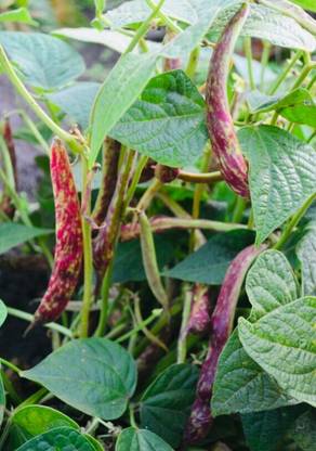 Recron Seeds Red Kidney Beans Rajma Seeds, Gluten Free Light beans Seed