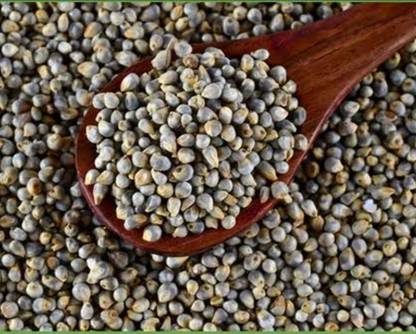 Mahak Stors 1kg, Bajra seeds highest yield long plant very tasty grass Seed