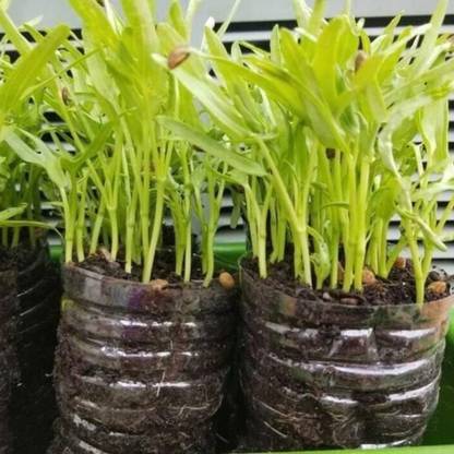 CYBEXIS ATS-67 - Water Convolvulus - Chinese Spinach - (250 Seeds) Seed