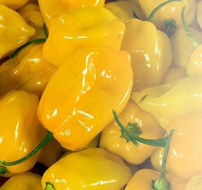 Biosnyg Chilli Yellow Habanero Pepper Seed