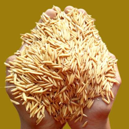 naturehils Rice Paddy Seeds, Miniket Paddy For Puja, Germination Paddy Seed