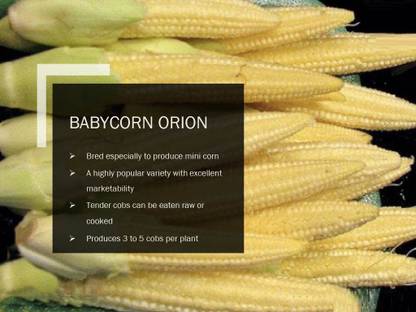 VibeX BABYCORN ORION SEEDS(250 Seeds) Seed