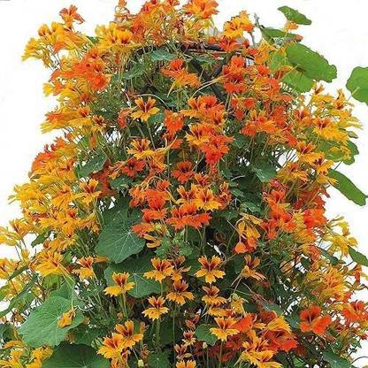 CYBEXIS Nasturtium 'Phoenix' / Tropaeolum Minus Seed