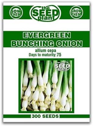 WILLVINE VXI-36 Evergreen Bunching Onion Seeds Seed