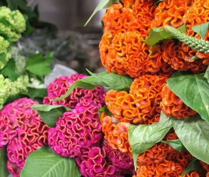 Mozette Exotic cocksomb Seed