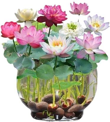 Vida Verde Lotus Seeds, Dwarf variant, Night Grooming Lotus Seed