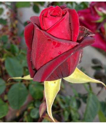 greenfarm NXC- Fragrant Rose Flower Seeds / Gulab Seeds , 100 X Seeds , cxx180 Seed