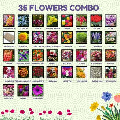 Greenery Hub 35 Flower Seed Combo for a Blossoming Garden Seed