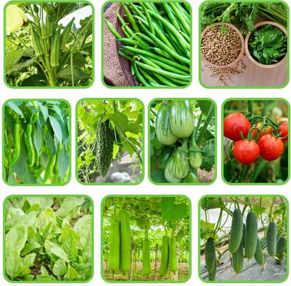 ORGANICBAZAR Premium All Season 10 Different Vegetable Seeds Kit with High Germination Rate Seed