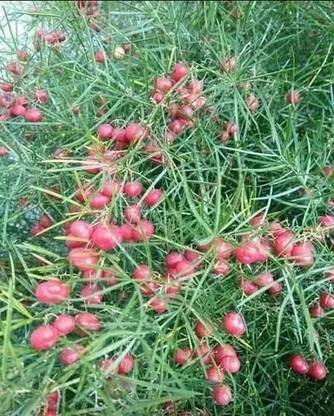 EasySeeds Shatavari, Buttermilk Root, Asparagus, Water Root Seed