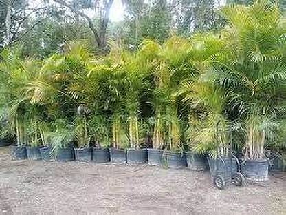 Seedsqlty Palm tree seeds for home garden Seed