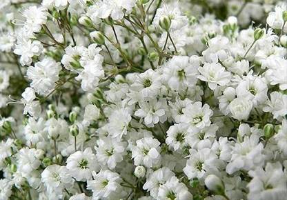 CYBEXIS Gypsophila Gypsy Flower Seeds Seed
